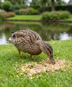 Eend eet Premium Gemengd Scharrelgraan op de oever