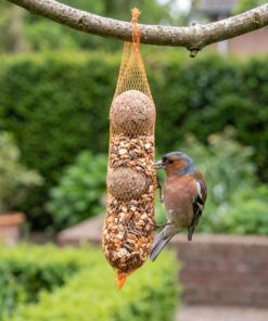 Vink eet van Rozijnenmixslinger met 2 mezenbollen