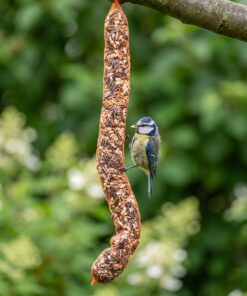 Pimpelmees eet van hangende milleniumslinger van 1,5 meter
