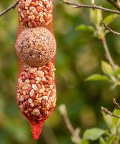 Close-up van pindaslinger met mezenbollen