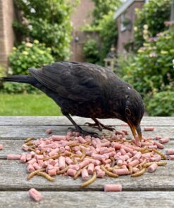 Merel eet bessen vetpellets met meelwormen van de voedertafel