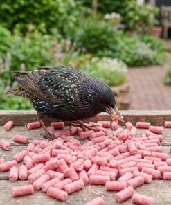 Spreeuw eet bessen vetpellets van de voedertafel