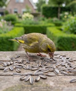 Groenling eet gestreepte zonnebloempitten van de voedertafel