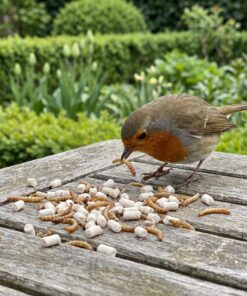 Roodborstje eet insecten vetpellets met meelwormen