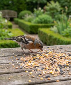 Vink eet Strooivoer Supra all season van de voedertafel