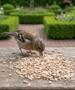 Vink eet gepelde zonnebloempitstukjes van de voedertafel