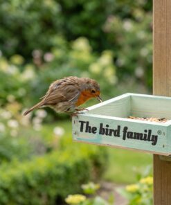 Roodborstje eet uit Voederplateau The bird family