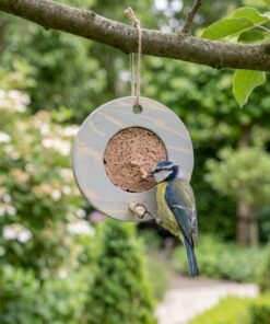 Pimpelmees eet vogelmousse uit grijze voederring