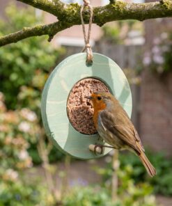 Roodborstje eet vogelmousse uit groene voederring