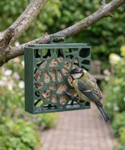 Koolmees eet uit vogelcakehouder Hulst