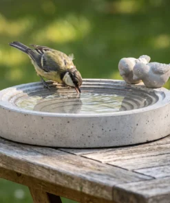 Koolmees drinkt uit een betonnen vogelbad in de tuin