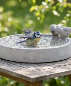 Pimpelmees bij een betonnen vogelbad