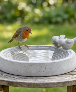Roodborst op de rand van een betonnen vogelbad