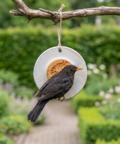 Merel eet van Vogelmousse 5KG Aanbieding