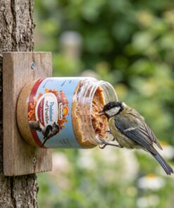 Koolmees eet Vogelpindakaas met Vruchten uit pot in houder