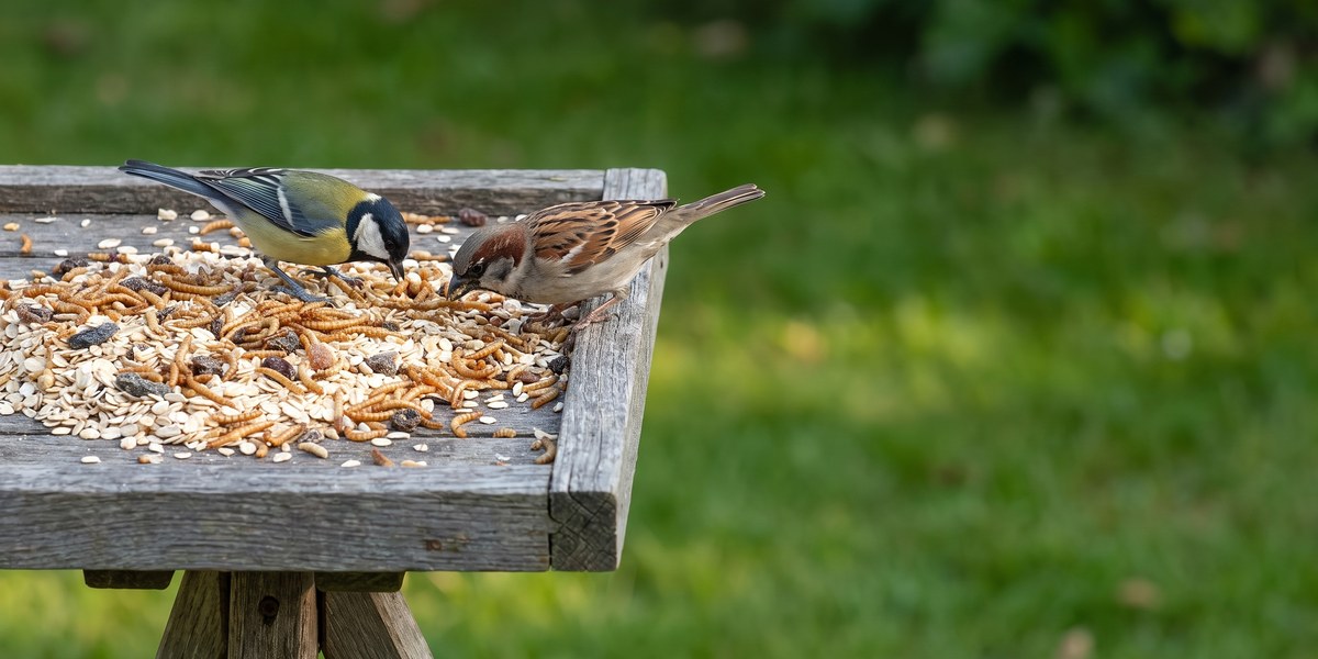 Koolmees en huismus eten samen van houten voederplank